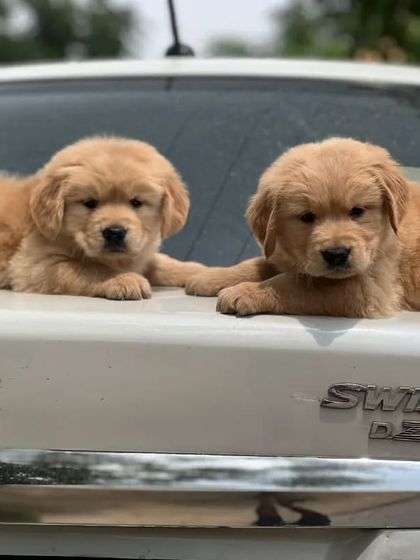 Two beautiful Golden Retriever puppies posing on the back of a car. They are calm and confident, ready for any adventure with their new family.