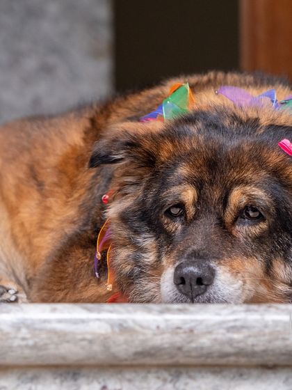 A senior dog resting peacefully, adorned with a colorful garland. This photo was part of a special "moving out" shoot to commemorate a family's time in their home.