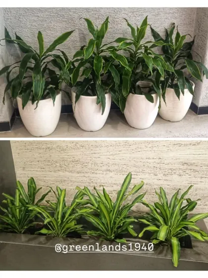 We use a variety of planters to suit the design of a space. Here, we've used individual white pots for a clean look and a single large trough planter for a more consolidated, linear green element.