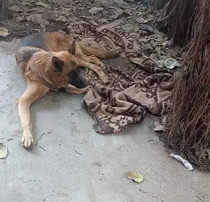 An injured dog lies under a tree, covered with a blanket by a kind passerby before we arrived. Many of our rescues start with a call about an animal that has been in an accident and is unable to move.