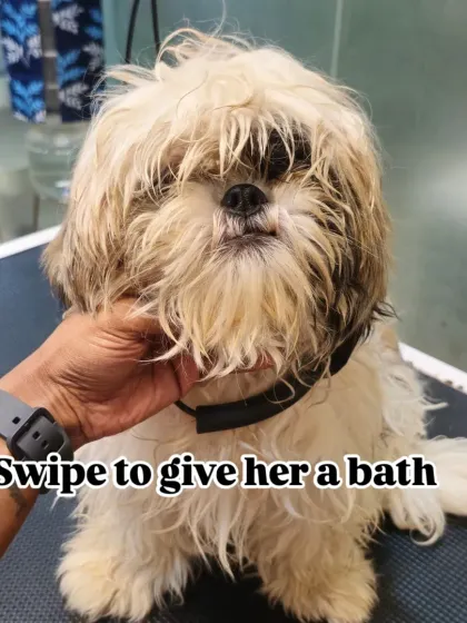 Mamppi Deb - Pet Grooming & Styling Styling for Fluffy Breeds: Shih Tzu, Lhasa & Maltese photo 14