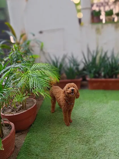 Meet Pogo, an adorable Toy Poodle who boarded with me. His happy smile says it all. My place is great for dogs of all sizes, and I make sure even the little ones feel safe and have a wonderful time exploring the garden.