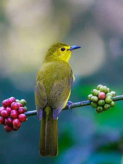 A Yellow-browed Bulbul perched on a coffee vine laden with ripe red and green berries. This is a classic scene from the coffee plantations of the Western Ghats.