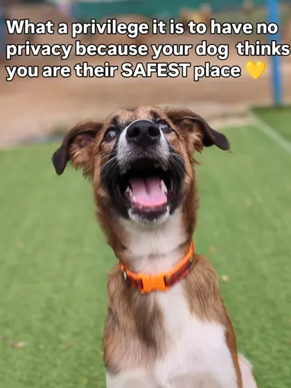 This is the ultimate compliment. We strive to be your dog's second home, a place where they feel so safe and loved that they have no concept of personal space. It's a privilege we cherish with every doggo in our care.