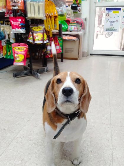 This Beagle is exploring the aisle, probably trying to decide between a chew stick or a new toy. It's their shopping trip too!