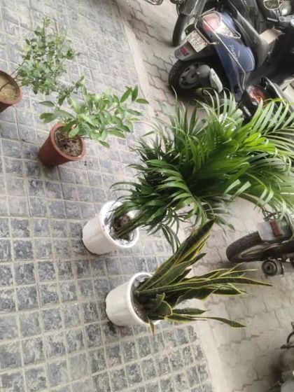 An order of Snake Plants and Areca Palms ready to be loaded for delivery in Delhi NCR.