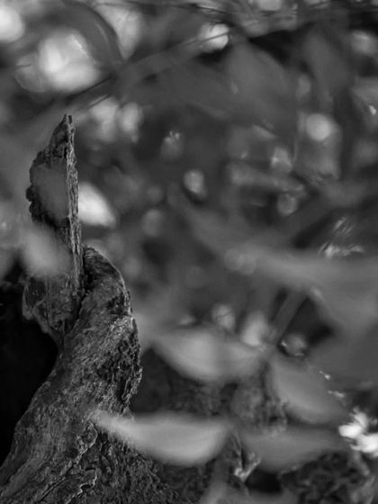 "Cuteness over curiosity." A black and white shot of a Spotted Owlet peeking from its tree hollow, a subject that always fascinates me.