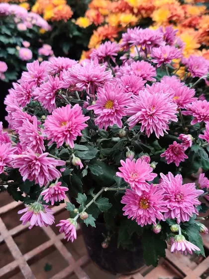 Nothing adds a pop of color quite like Chrysanthemums. These pink ones are full of blooms and are perfect for brightening up a balcony, patio, or sunny window.