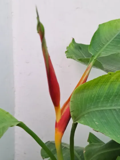 Bhardwaj - Urban Gardening Consultation A Riot of Colorful Flowers photo 26