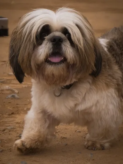This adorable Shih Tzu is taking a confident stroll through the park, ready to greet visitors.