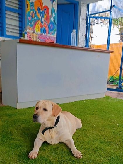 Lucy lying down and relaxing. She is a calm and gentle older dog.
