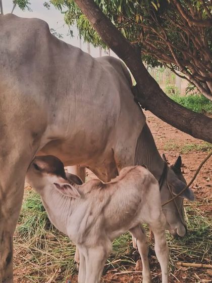 Meet Haindavi, a new heartbeat in our goshala. Born on an auspicious day, this little Ongole calf represents the continuation of a proud heritage and our commitment to indigenous cattle breeds.