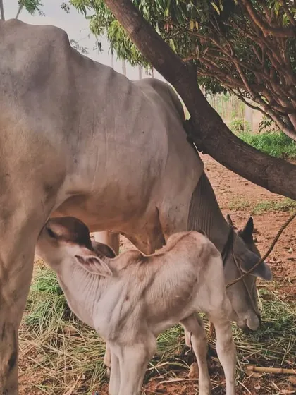 Meet Haindavi, a new heartbeat in our goshala. Born on an auspicious day, this little Ongole calf represents the continuation of a proud heritage and our commitment to indigenous cattle breeds.