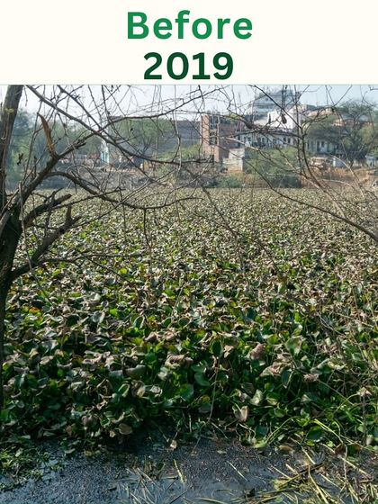 The Sikanderpur pond, before restoration, was completely smothered by invasive water hyacinths. This suffocated all aquatic life and blocked the water from reaching the soil.