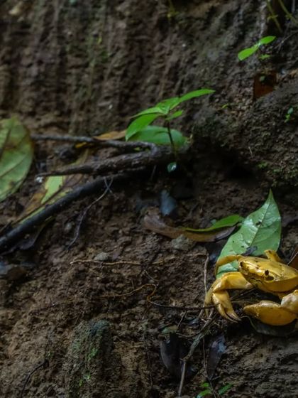 A yellow Monsoon Crab on the muddy shore of the Western Ghats. These crabs are a common sight during the rainy season and are a vital part of the coastal food chain.