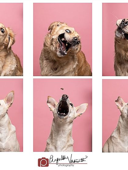 Pragalbh - Commercial Pet Photography Creative & Themed Campaigns photo 16