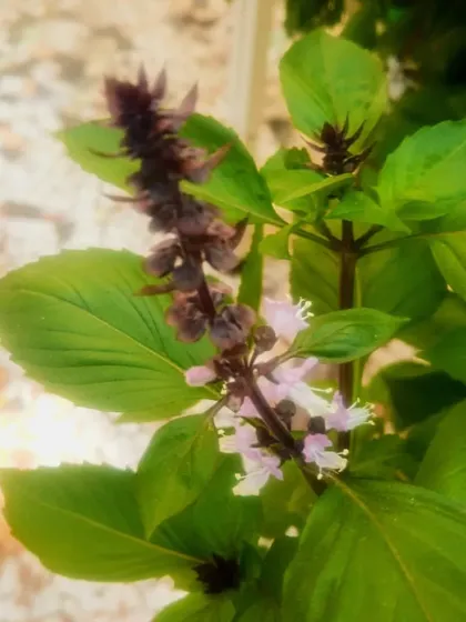 The beautiful flowering stalk of a Thai basil plant. We also help you grow a variety of herbs for different culinary uses.