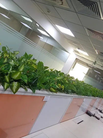A completed office installation with lush green plants atop dividers, creating a healthier and more pleasant work environment.
