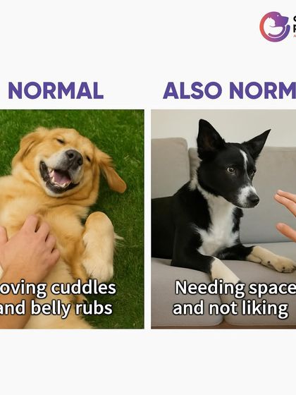 CarryMyPet - Pet Travel & Parenting Consultation The Heart of a Pet Parent photo 33