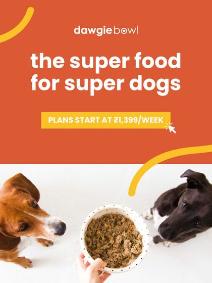 Your super dog deserves super food! I pack our meals with the nutrients your dog needs to feel their best, fueling their greatness every day.