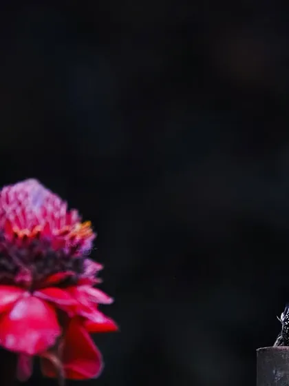 The Flameback Woodpecker, with its brilliant red crown, peeks out from behind a post next to a vibrant flower. This shot was a result of a long, patient wait in a photography hide in the Thattekad forest.