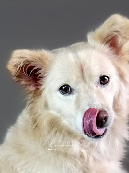 Snowy, the fluffy white indie-pom mix, gives a delicious lick in this perfectly timed studio shot.