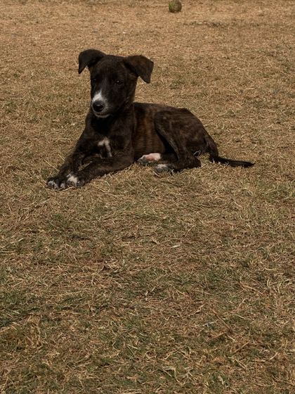 This is Boxy, a little pup rescued from an abusive owner. He is still learning to trust but is slowly coming out of his shell in our safe home.