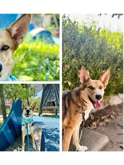 Tulsa Dog Trainer - Immersive Board & Train Programs Board & Train Graduates photo 113