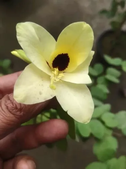 A unique and beautiful yellow flower. I am always on the lookout for new and interesting plants to offer my customers.