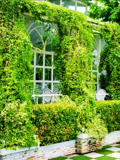 A full green facade envelops this building, demonstrating a large-scale creeper system installation. This sustainable solution naturally cools the building, reduces energy consumption, and creates a powerful green statement.