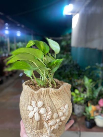 A small Money Plant in a decorative pot with a floral design. These make wonderful gifts and are easy to care for, thriving in a variety of conditions.