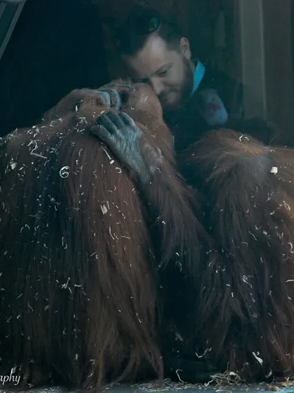 A touching moment between two Orangutans and a visitor at the Melbourne Zoo. While I no longer support zoos, this photo from my past captures the deep emotional capacity of these intelligent primates.