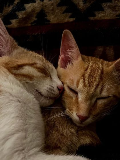 Andy, the ginger, likes his personal space. Beau, ginger with white, also likes Andy's personal space. This adorable pair is looking for a home together.
