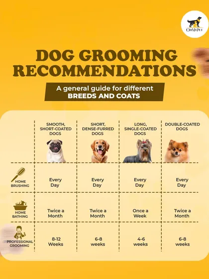 Every dog is different, and their grooming needs are too. This guide shows how I tailor my approach, whether your dog is short-coated like a Pug or double-coated like a Pomeranian, ensuring they get the right care.