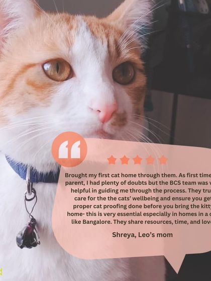 I totally dig it when cat moms and dads drop a line of thanks. This review from Leo's mom, Shreya, highlights our commitment to guiding first-time parents.