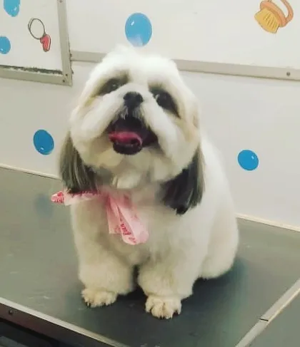 This fluffy Shih Tzu is the perfect example of a well-groomed baby, looking clean and cuddly.