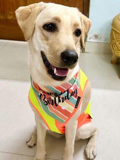 PL Paws - Dog Adoption Services Happy Tails: Our Adoptees in Their Forever Homes photo 103