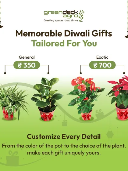 I create memorable Diwali gifts tailored for you. You can customize every detail, from the color of the self-watering pot to the choice of plant, making each gift uniquely yours.