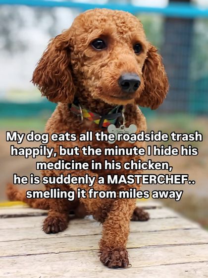 The superpower of smelling medicine hidden in chicken from a mile away. How do they do it?