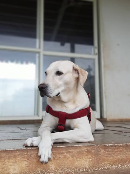 Play Pet Boarding - Pet Boarding All About the Love & Cuddles photo 10