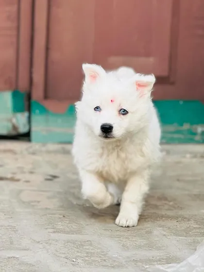 Look at the quality of this fluffy white puppy with stunning blue eyes. This is a beautiful example of a healthy and well-bred companion dog, possibly a Pomeranian mix.