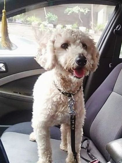 Travel with me, shaan se! This poodle knows he's the king of the road in my taxi.