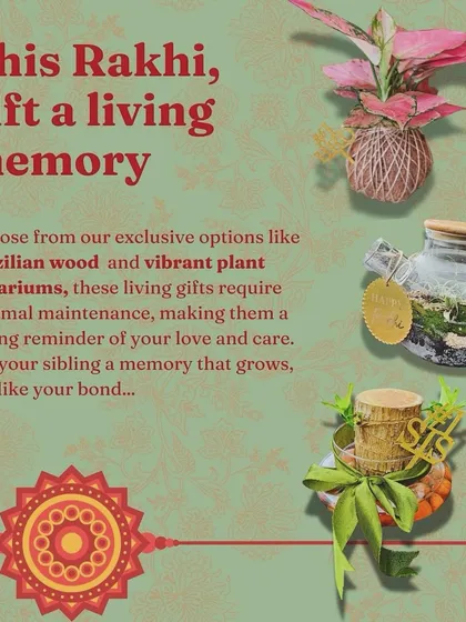 This Rakhi, gift a living memory. I offer exclusive options like Brazilian wood and vibrant terrariums that require minimal care, just like a strong sibling bond.