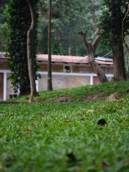 Lush Lawns: From Sod to Perfection photo 10