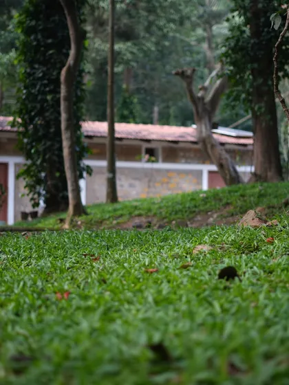 A healthy lawn provides a beautiful, soft foreground to any home. This low angle shot emphasizes the lushness of the grass at our Yercaud homestay project, creating a peaceful and inviting scene.