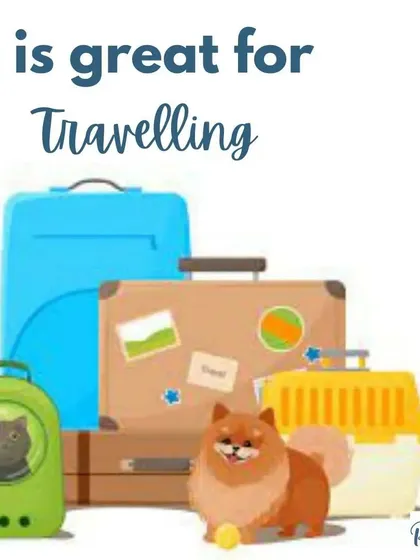 A dog that is comfortable in a crate is much easier to travel with, whether you're going on a road trip or flying. It makes the experience safer and less stressful for them.