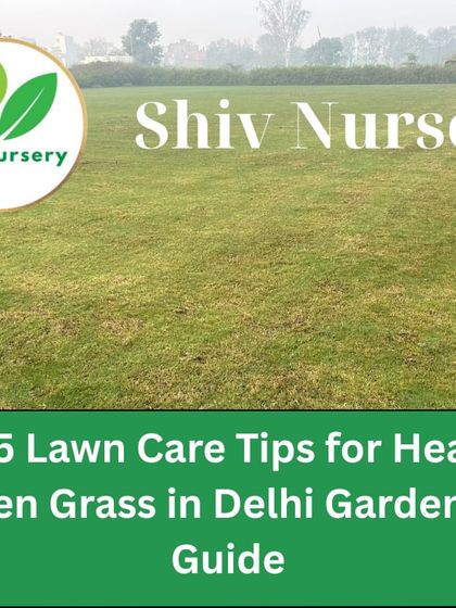 This image represents the goal: a healthy, green lawn. I offer complete services and tips to help you achieve this in your own garden.