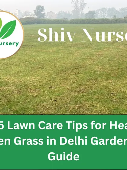 A guide to lawn care in Delhi. I offer services and advice to keep your garden grass green and healthy through all seasons.