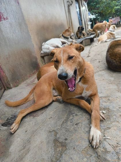 A big yawn after a satisfying meal. This relaxed and content dog is a picture of peace at the sanctuary. After the hardships they've faced, these moments of calm are priceless.