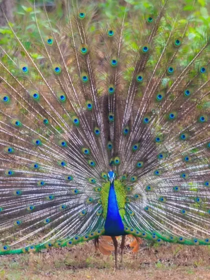 The spectacular courtship dance of an Indian Peafowl, our national bird. On my tours, we don't just find the birds; we wait for the right moment to see their fascinating behaviors unfold.